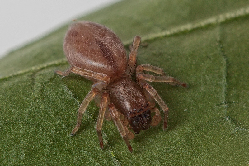 Clubiona cf. leucaspis - Malta